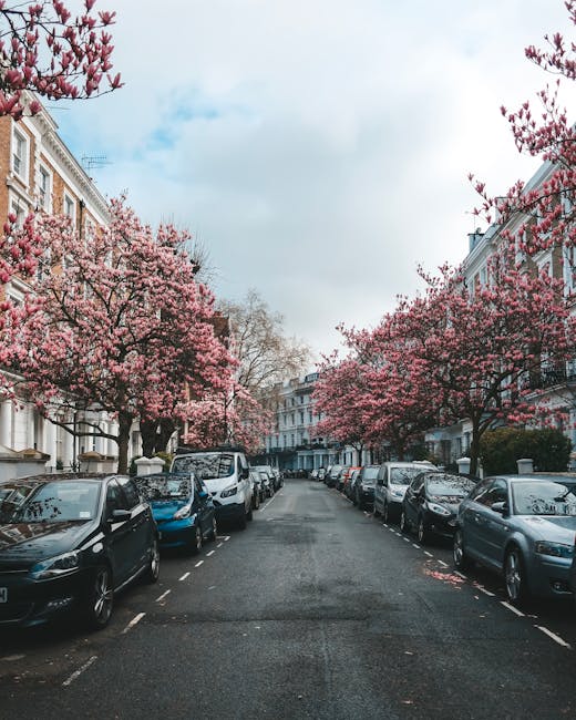 A quiet street lined with multiple parked cars on both sides, flanked by elegant Victorian-style terraced houses with white facades and large windows. Overhead, vibrant pink cherry blossom trees in fu